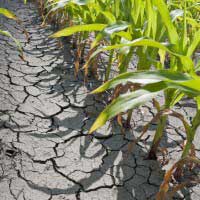 Despăgubiri pentru fermierii afectaţi de secetă. Comisia Europeană şi-a dat acceptul